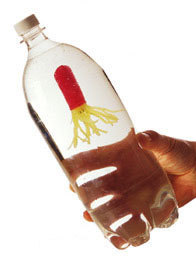 Sukeltaja - Sukeltaja pullossa